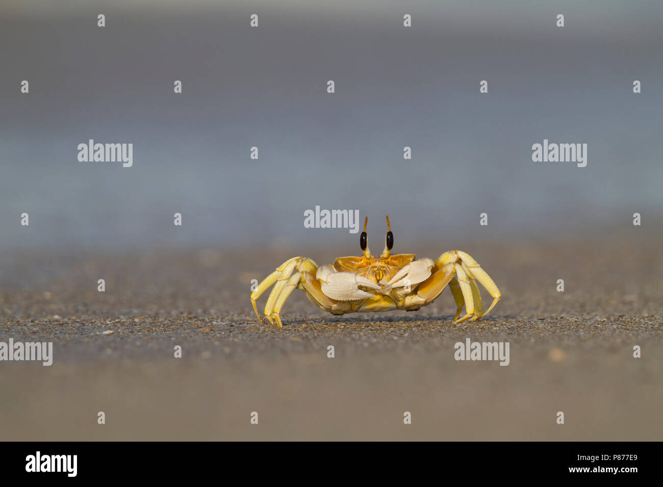 El forrajeo de cangrejos en la playa en Omán Foto de stock