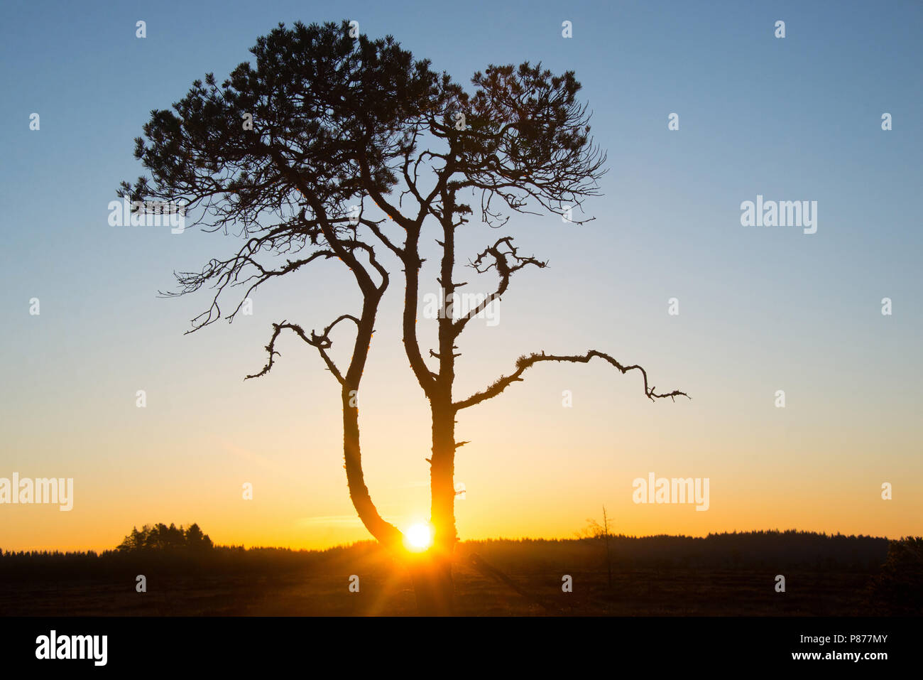 Pinus sylvestris - Mi árbol del amanecer. Parque Nacional Torronsuo, Finlandia. Foto de stock