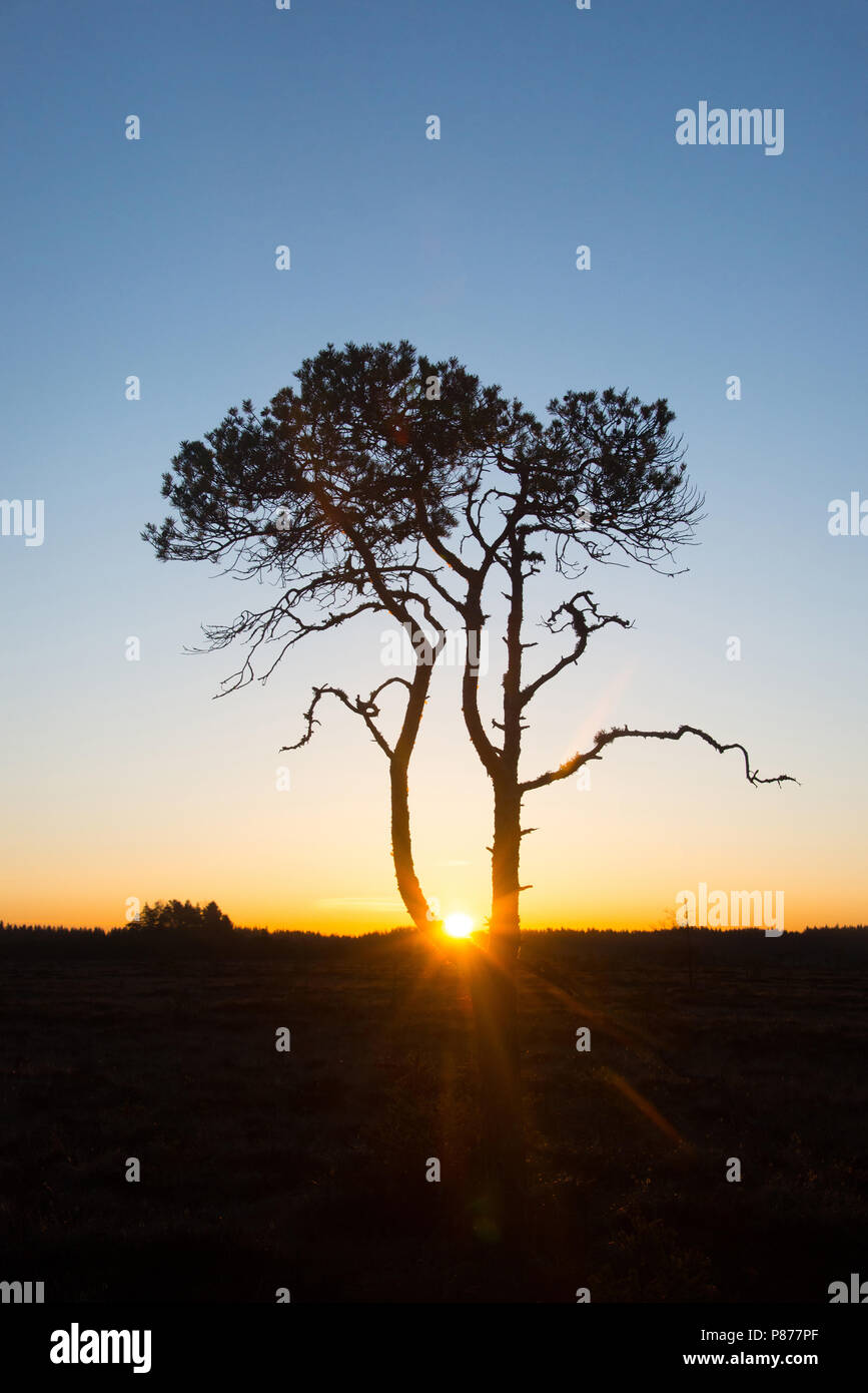 Pinus sylvestris - Mi árbol del amanecer. Parque Nacional Torronsuo, Finlandia. Foto de stock