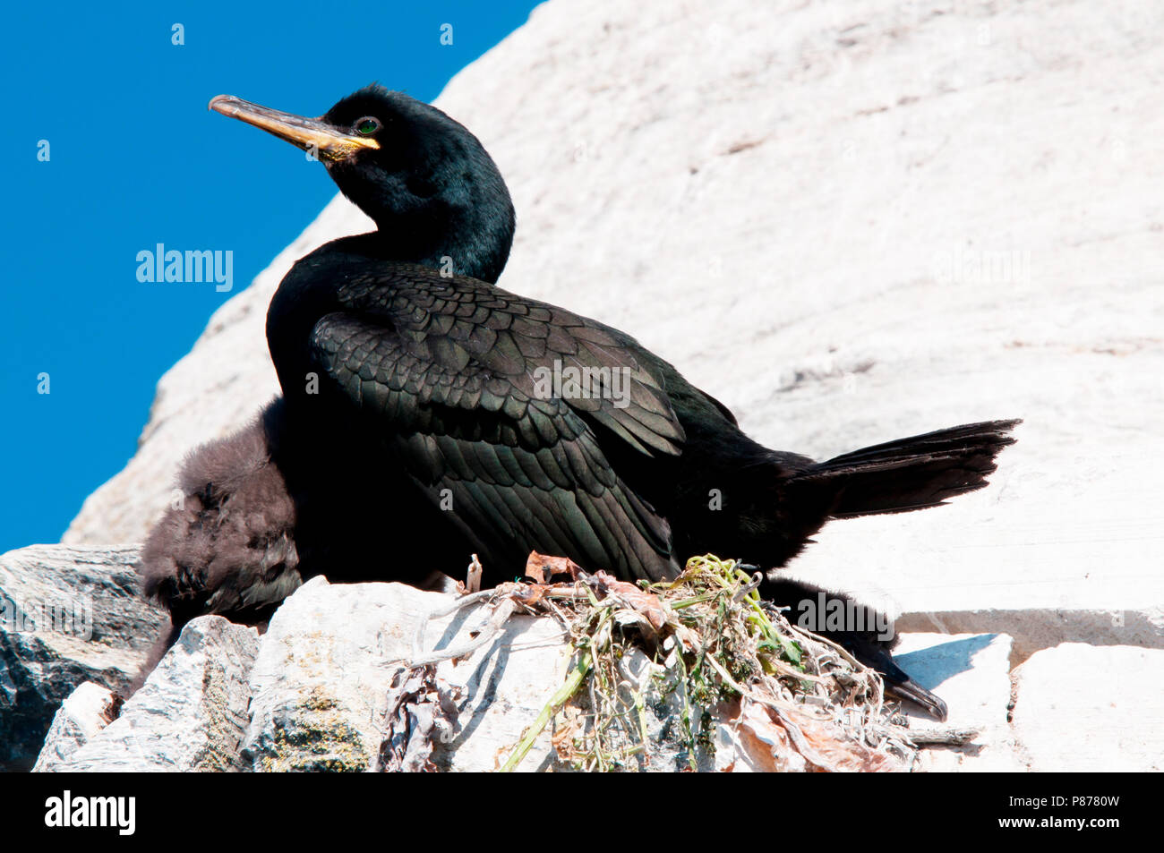 Phalacrocorax Aristóteles. Hornøya, Vardø (Noruega). Foto de stock