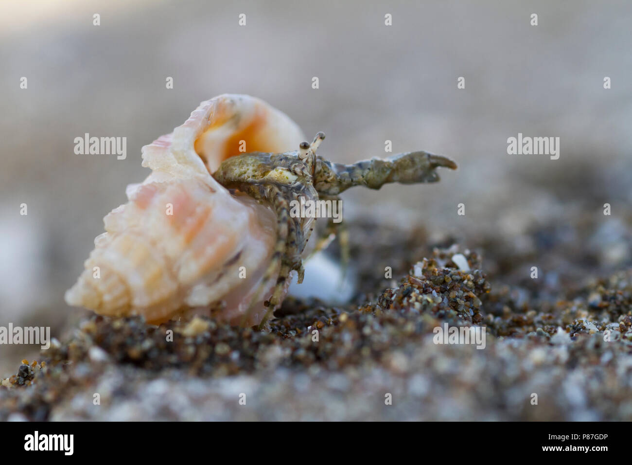 Hermit Crab - Einsiedlerkrebs - Paguroidea, Omán Foto de stock