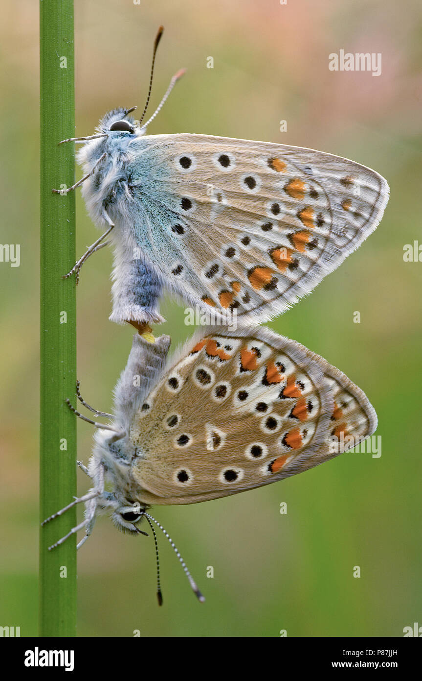 Icarusblauwtje / Azul común (Polyommatus icarus) Foto de stock