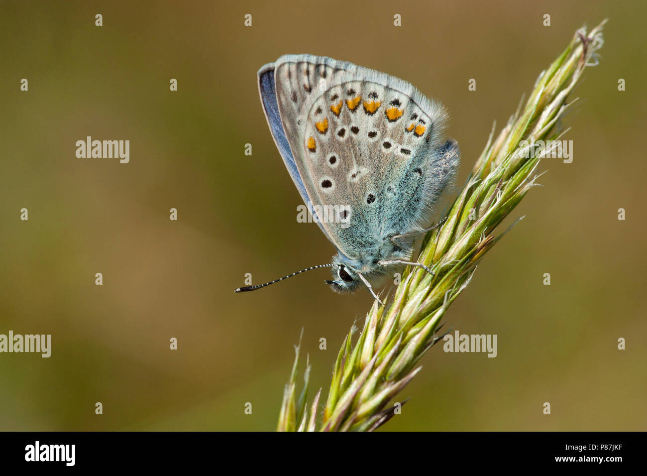 Icarusblauwtje / Azul común (Polyommatus icarus) Foto de stock