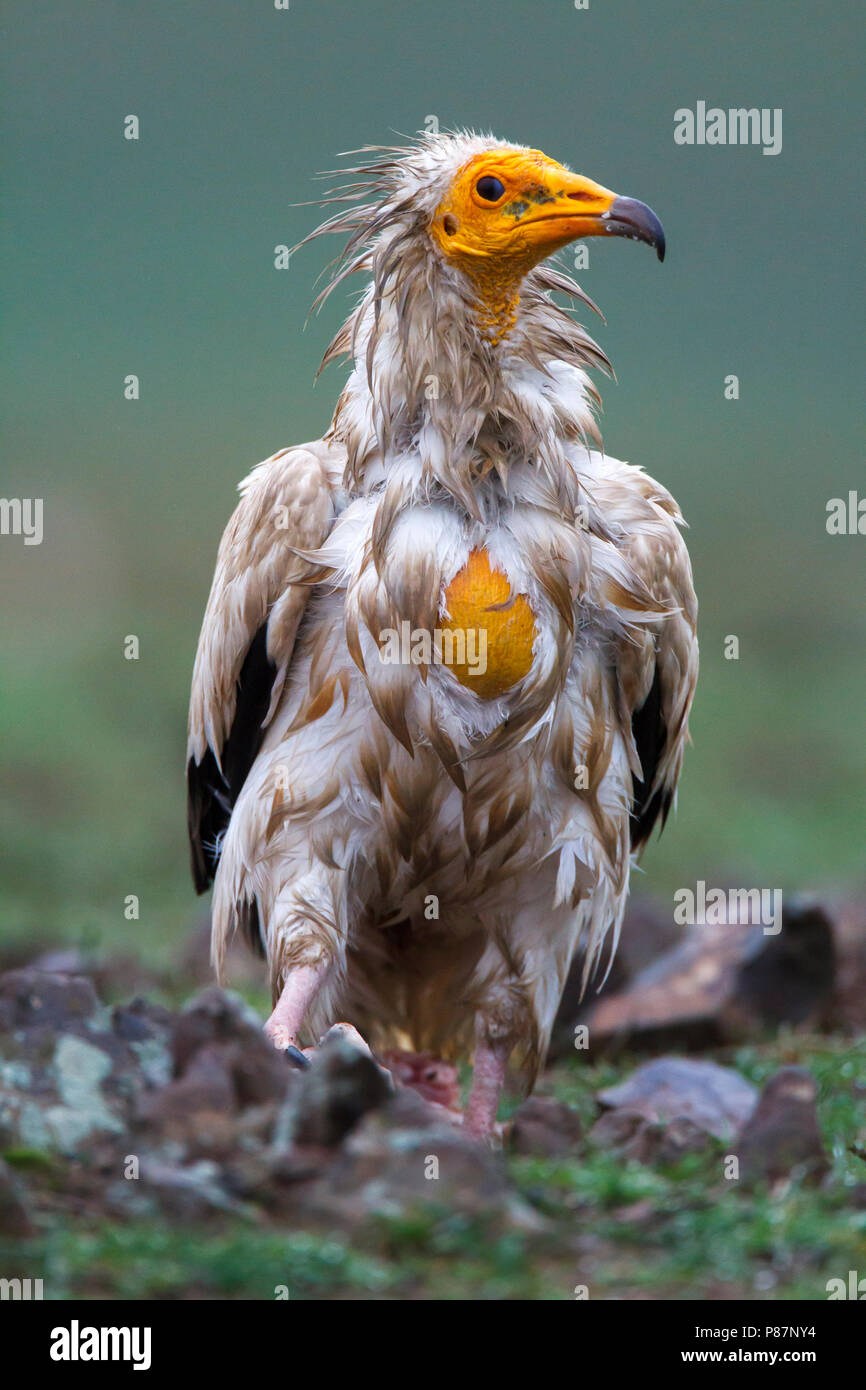 Parque Natural del Valle de Alcudia (España Fotografía de stock Alamy