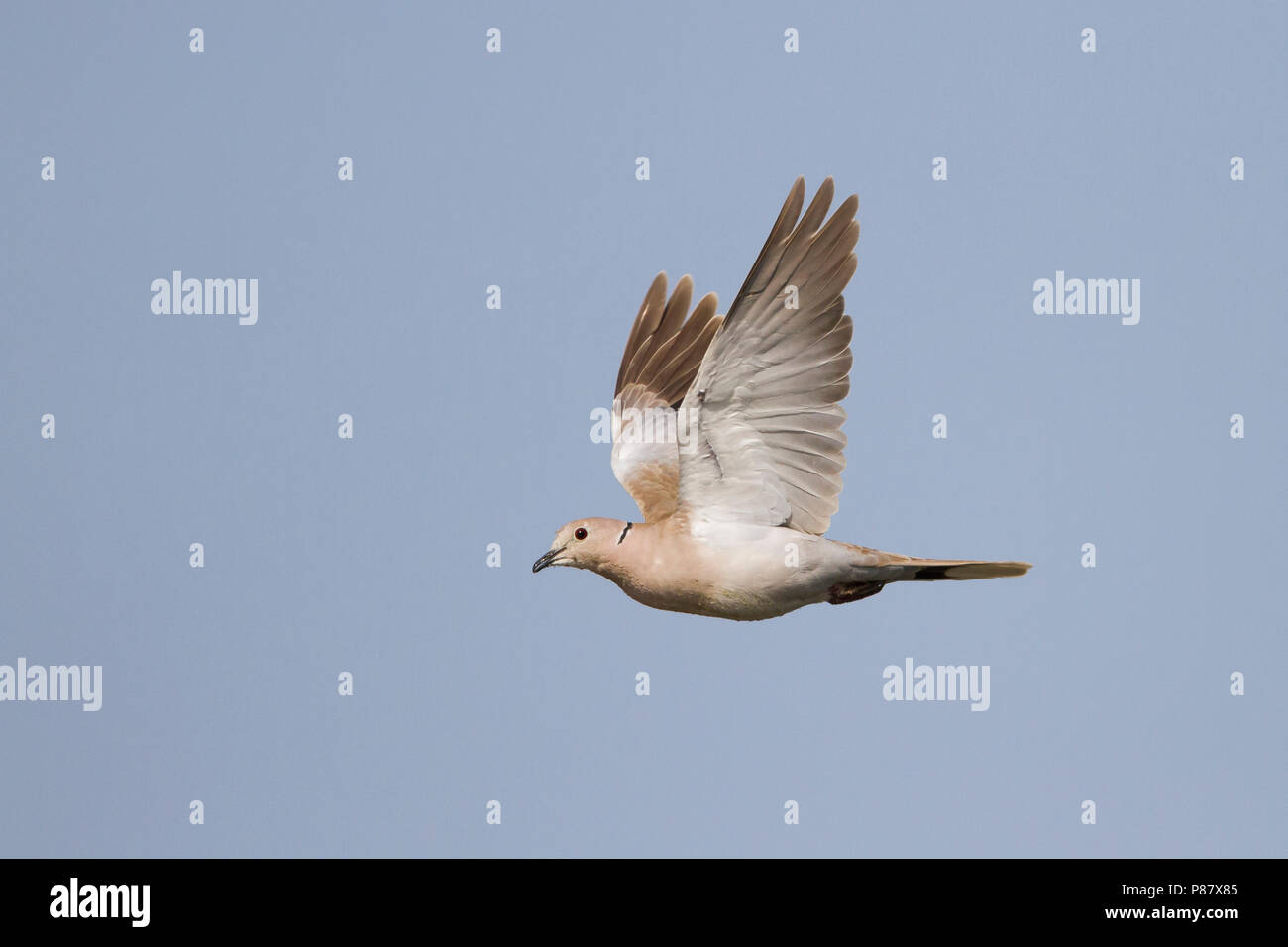 Eurasian collared dove in flight fotografías e imágenes de alta resolución  - Alamy