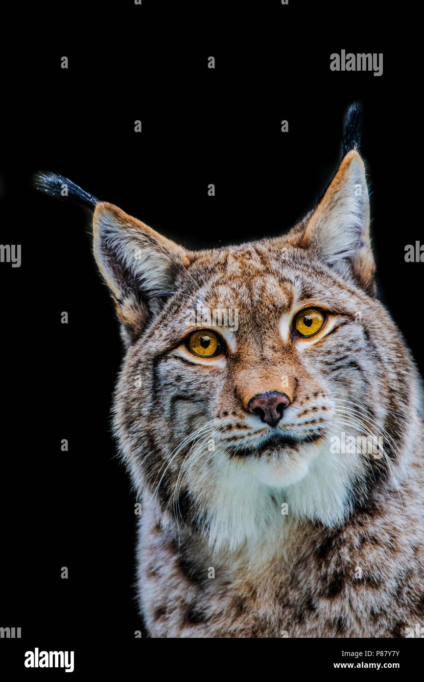 Lynx, lince euroasiático Foto de stock