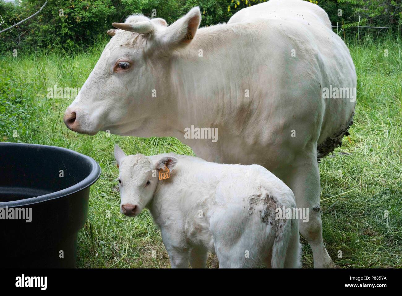 Ganado Charolais en San Marcial, en la comunidad de Varen, Tarn et Garonne, Occitanie, al sur oeste de Francia Foto de stock