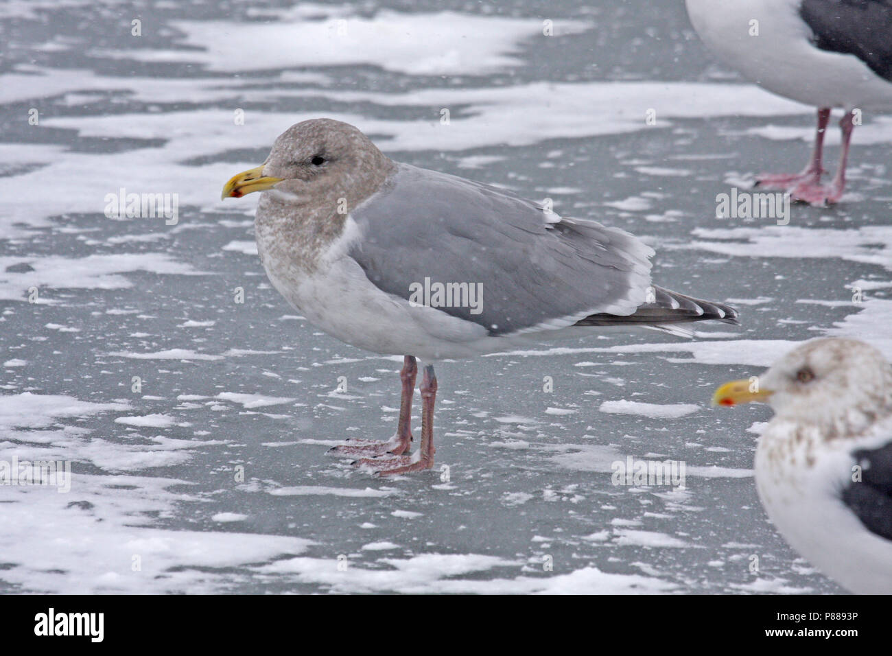 Alas glaucas (Larus glaucescens) invernan en Japón. Foto de stock