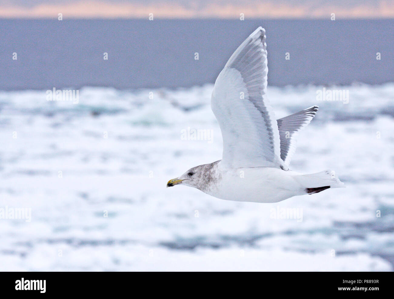 Adulto winterplumage alas glaucas (Larus glaucescens) invernan en Japón. Foto de stock