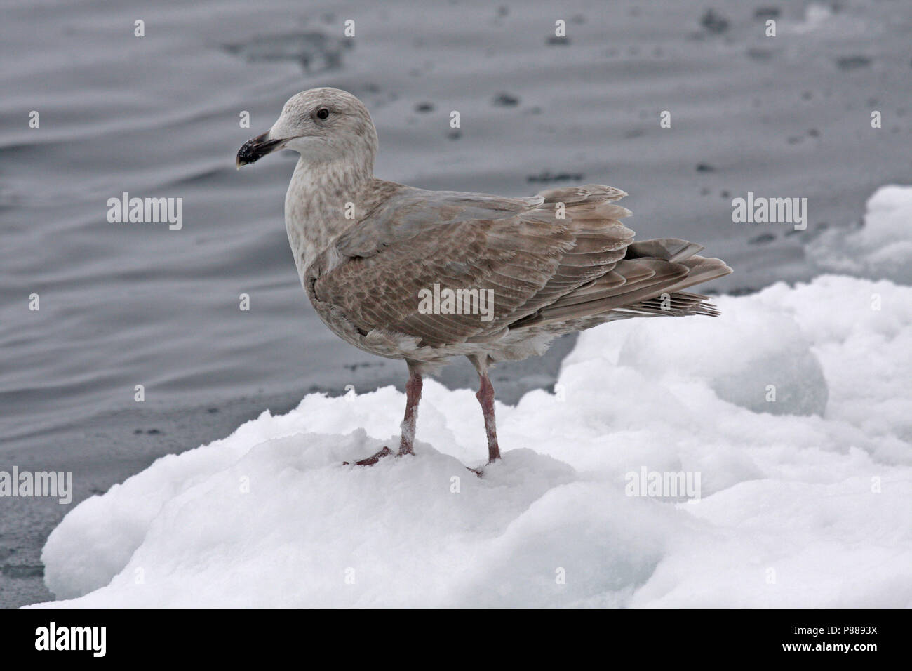 Alas Glaucas inmaduros (Larus glaucescens) invernan en Japón. Foto de stock