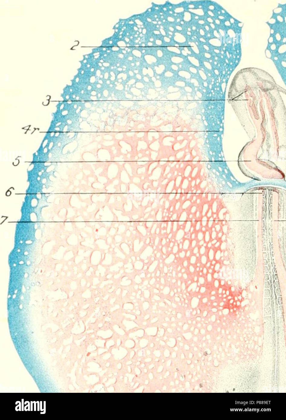 "El desarrollo de la chica; una introducción a la embriología' (1908) Foto de stock