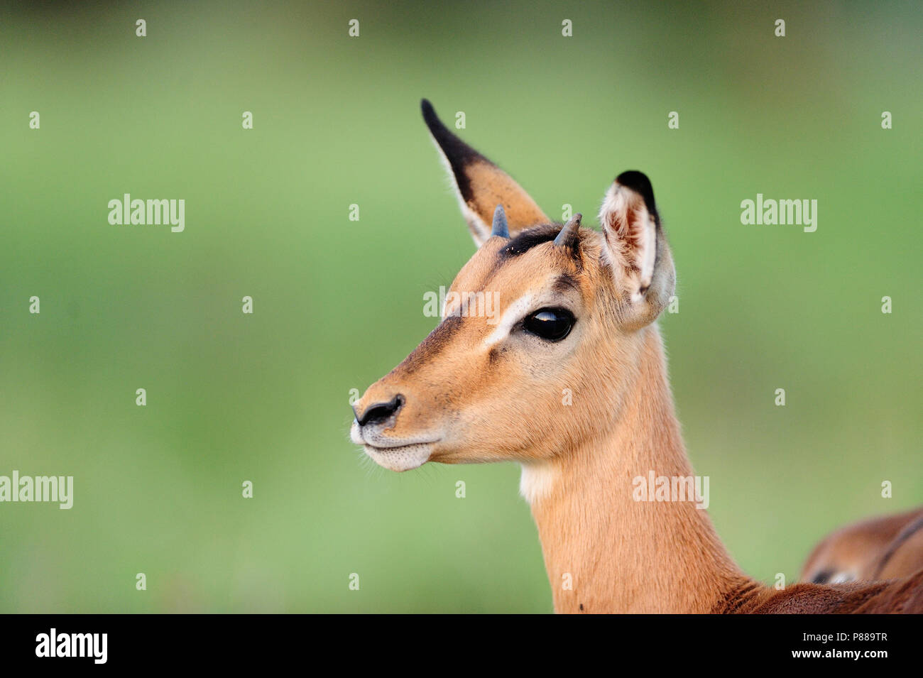 Lindo impala de pastoreo fotografías e imágenes de alta resolución Alamy