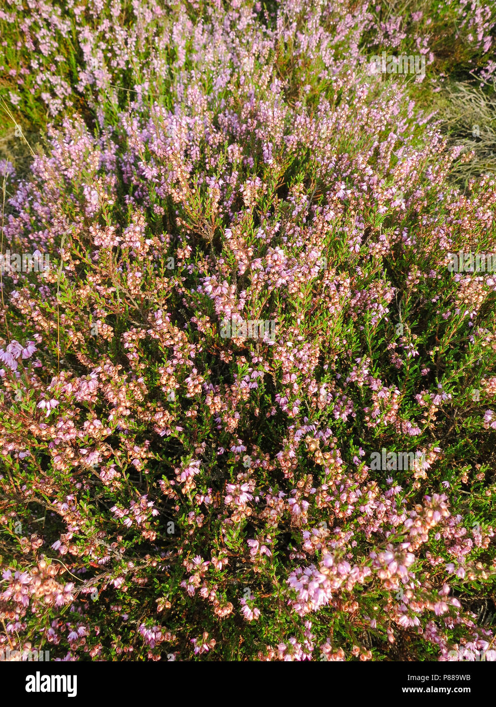 Floración Heather en Nationaal park de Hoge Veluwe Foto de stock