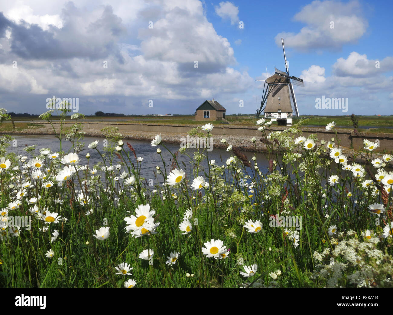Landschap; Paisaje Texel Texel, Holanda Foto de stock