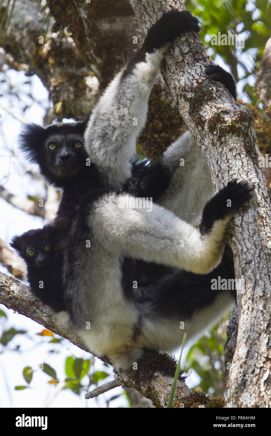 Indri indri Indri, Foto de stock