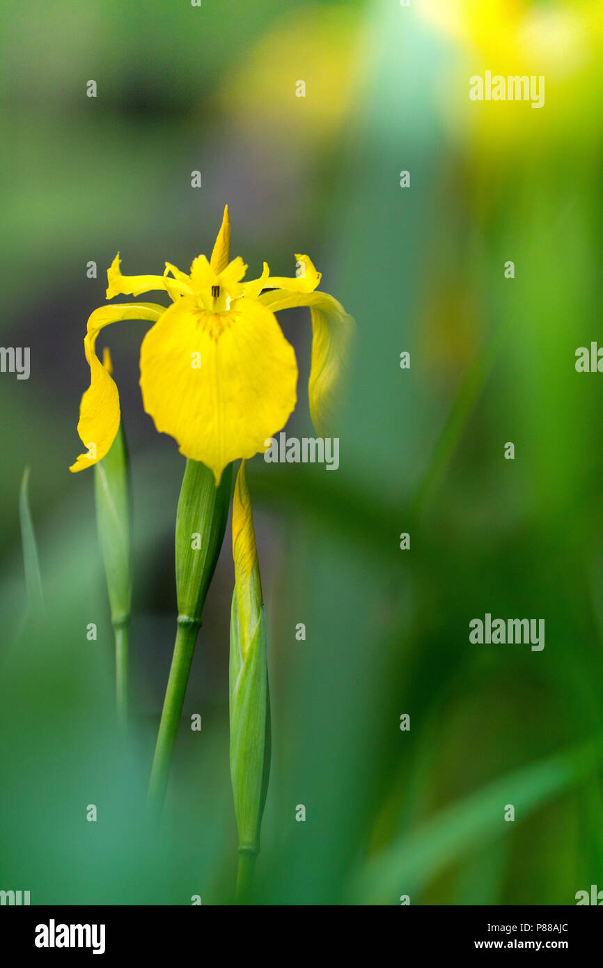 Gele lis closeup van bloem Nederland, iris amarillo cerca de flores Holanda  Fotografía de stock - Alamy