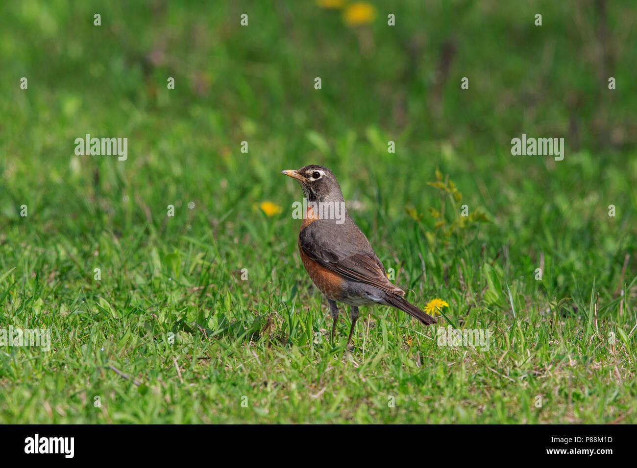 American Robin (Turdus migratorius) sobre hierba Foto de stock