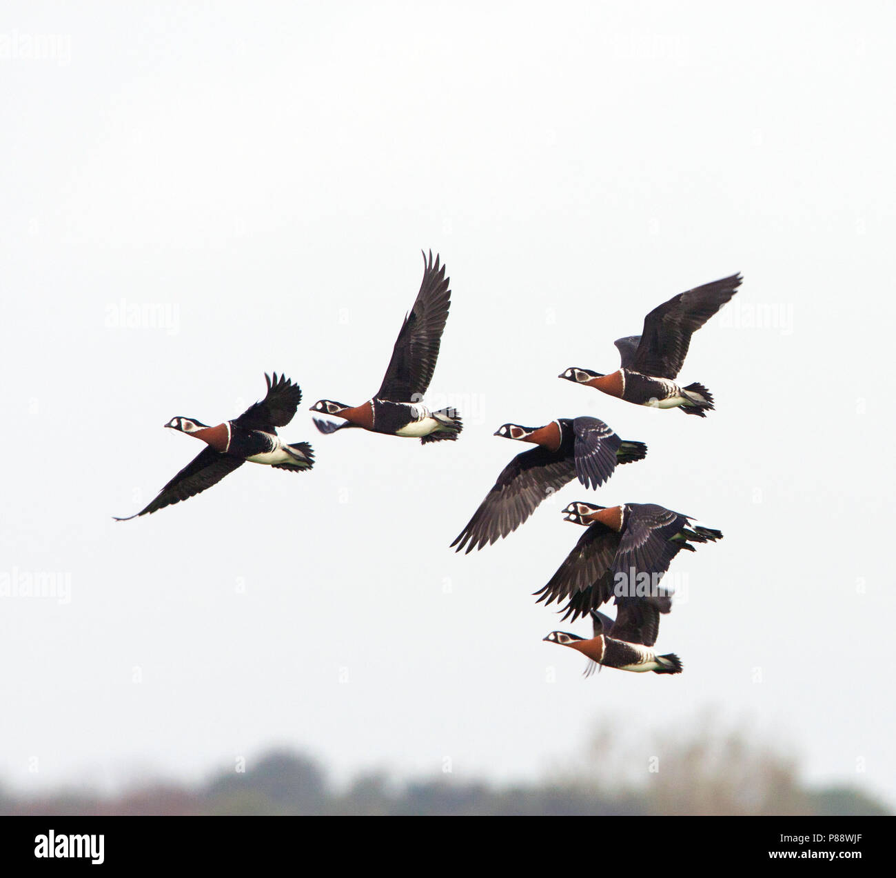 Rojo-breasted, ganso Branta ruficollis Roodhalsgans, Foto de stock