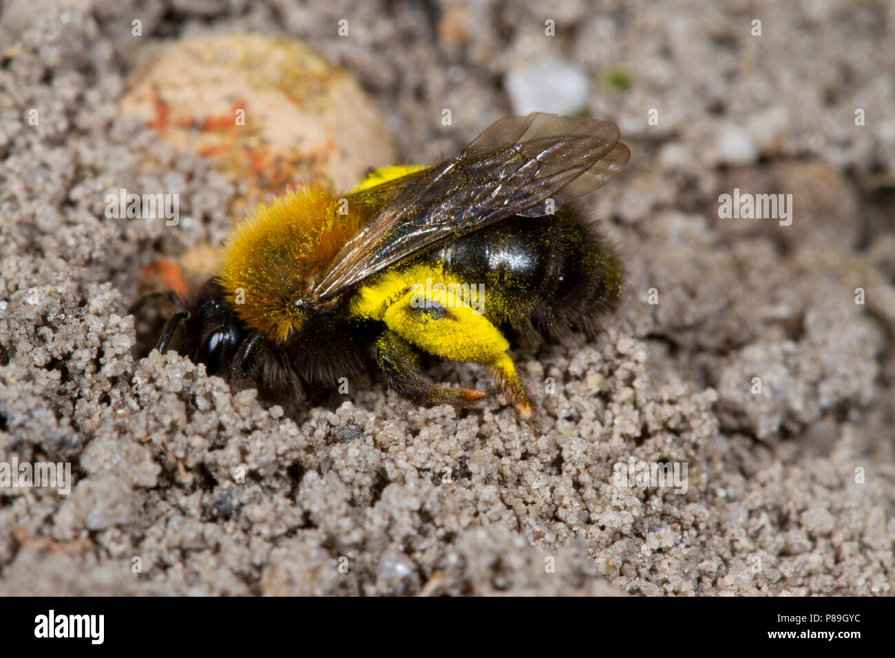 Clarke's mining (abeja Andrena clarkella hembra adulta) entrando en su nido. Dorset, Inglaterra. De abril. Foto de stock