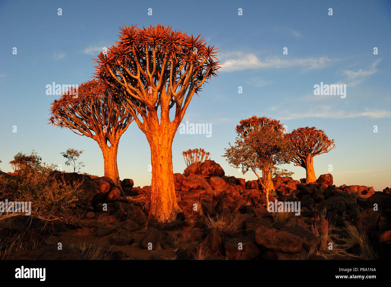 El carcaj tree (Aloe dichotoma), bosque de sol vespertino, Keetmanshoop, Karas, Namibia Foto de stock