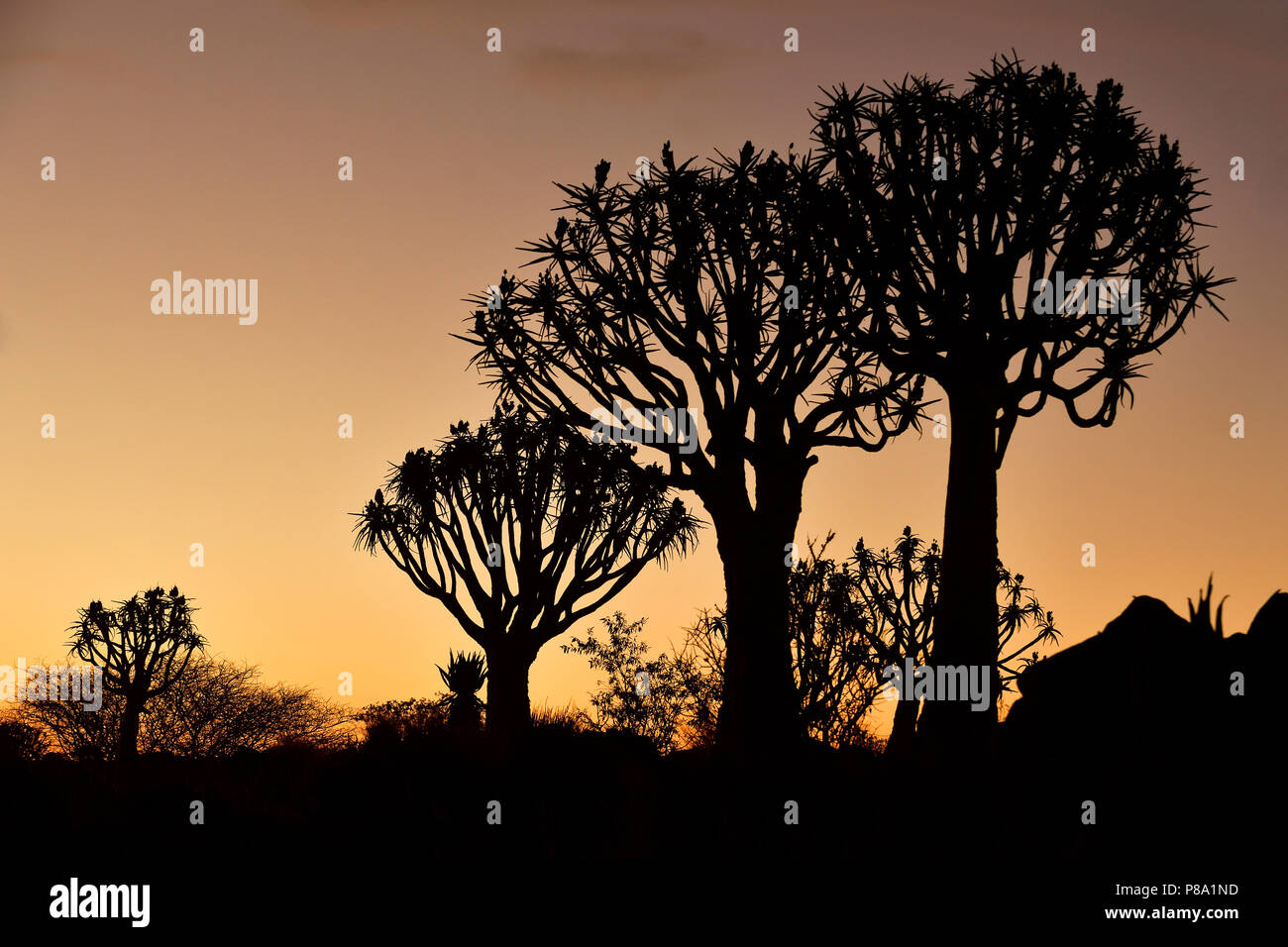El carcaj tree (Aloe dichotoma), bosque, siluetas en el atardecer, Keetmanshoop, Karas, Namibia Foto de stock