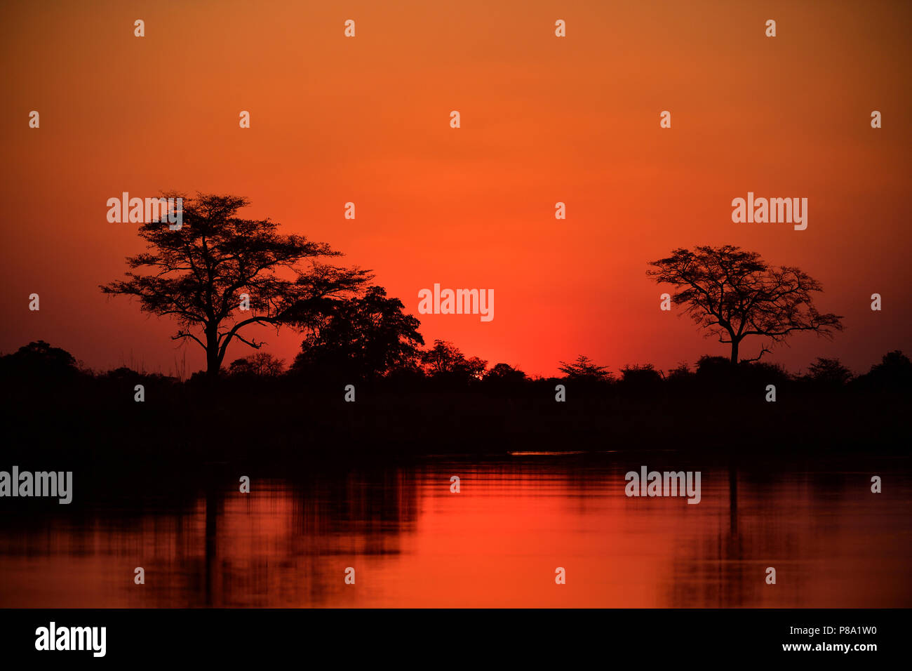 Rojo atardecer, los árboles se reflejan en el agua, el delta del Okavango, Botswana Foto de stock