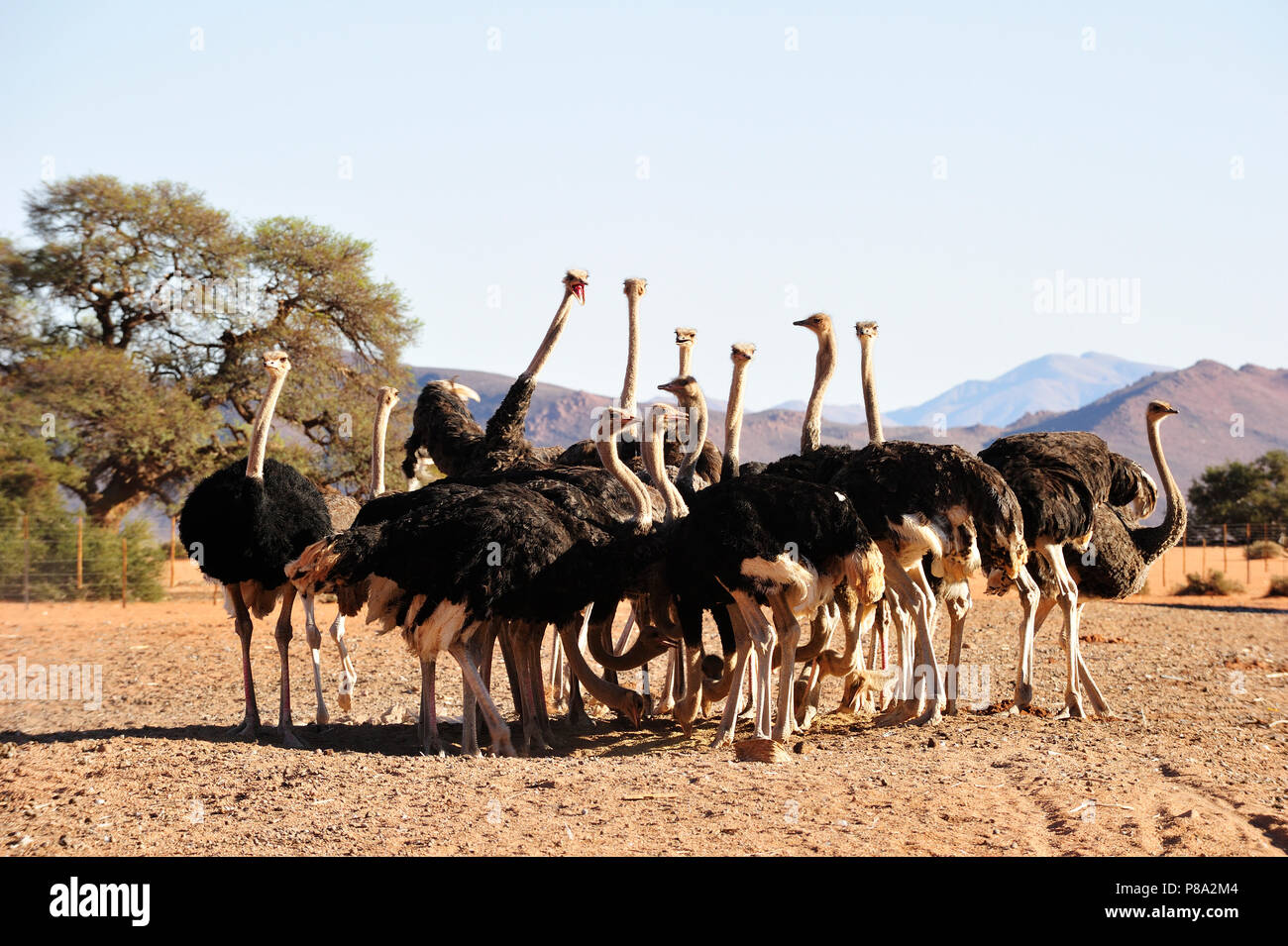 South African avestruces (Struthio camelus australis) en una granja de avestruces alimentando, Montañas, Granja Koiimasis Tiras, Namibia Foto de stock