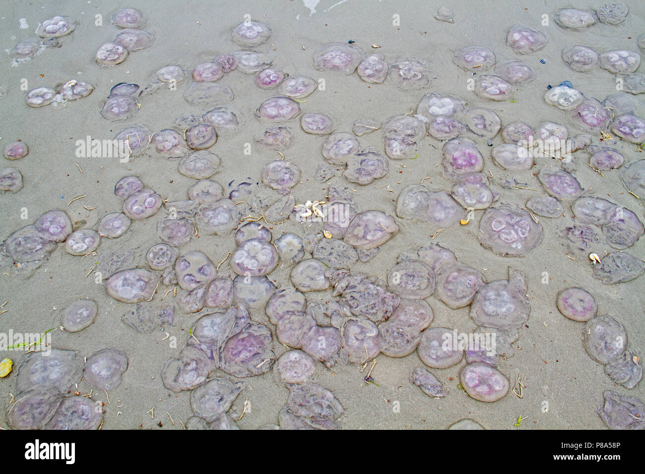 Miles de medusas comunes, también conocido como Luna medusas, varados en la playa Foto de stock