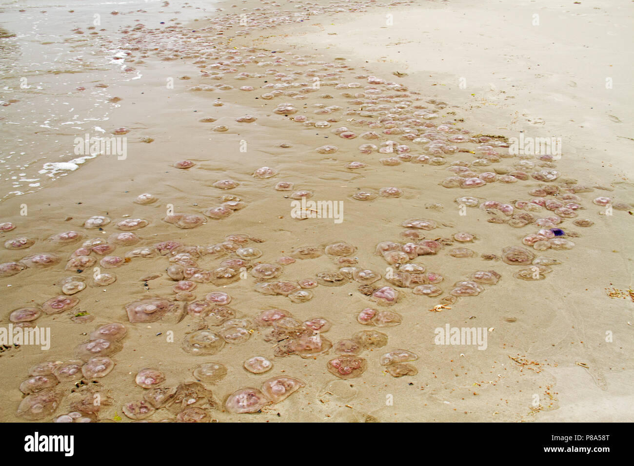 Miles de medusas comunes, también conocido como Luna medusas, varados en la playa Foto de stock