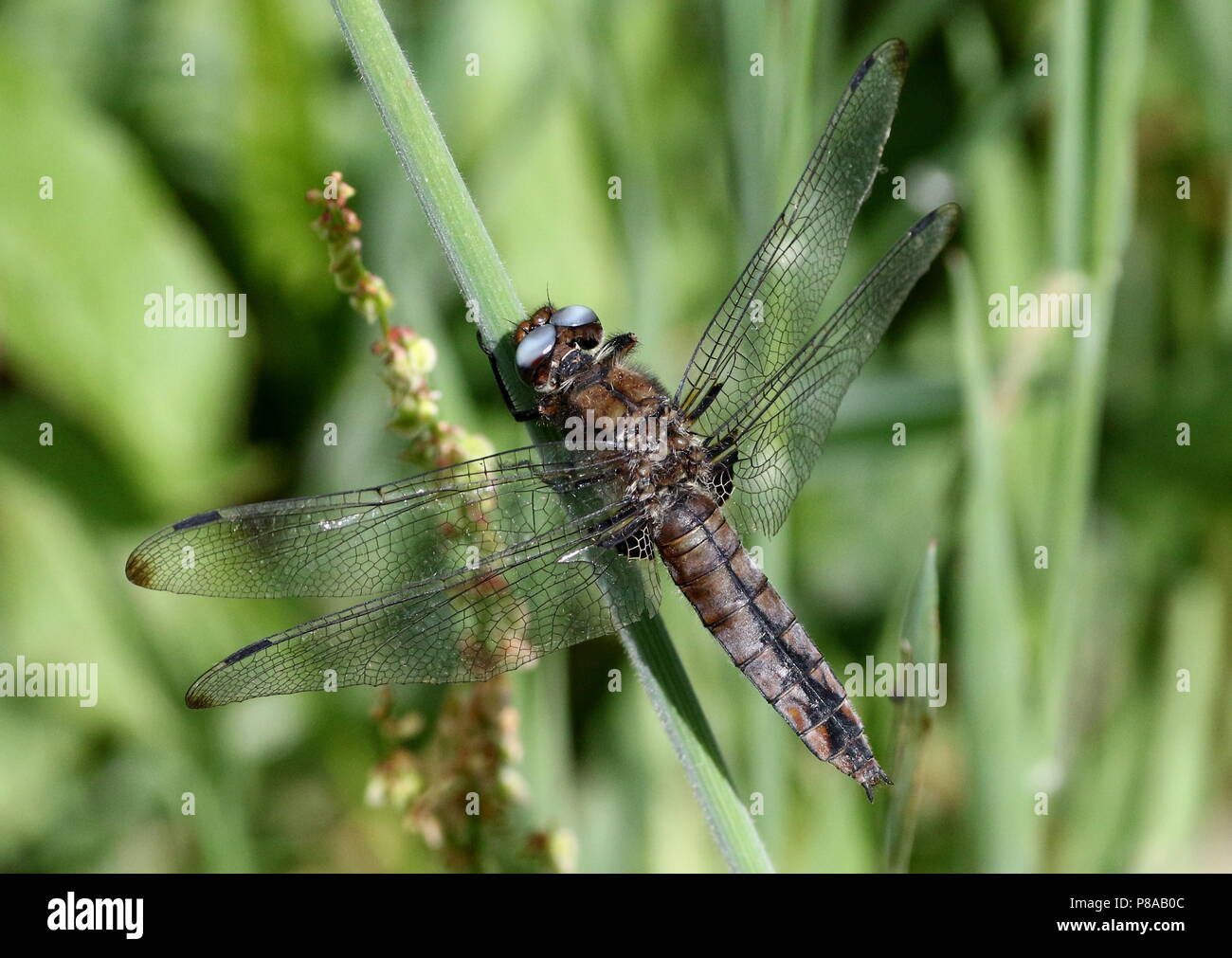 Unión escasos chaser dragonfly (Libellula fulva) en primer plano Foto de stock