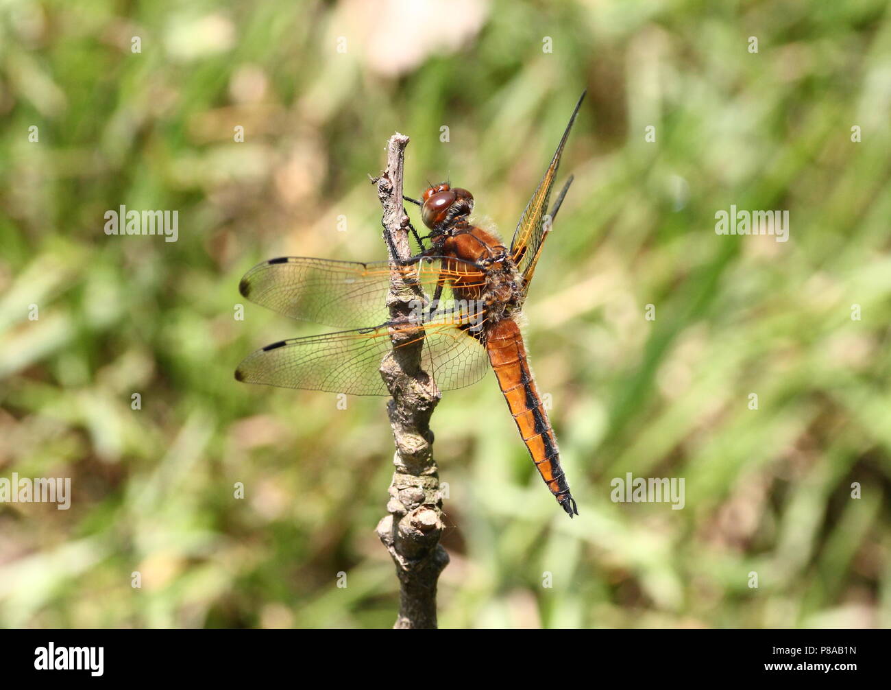 Unión escasos chaser dragonfly (Libellula fulva) en primer plano Foto de stock