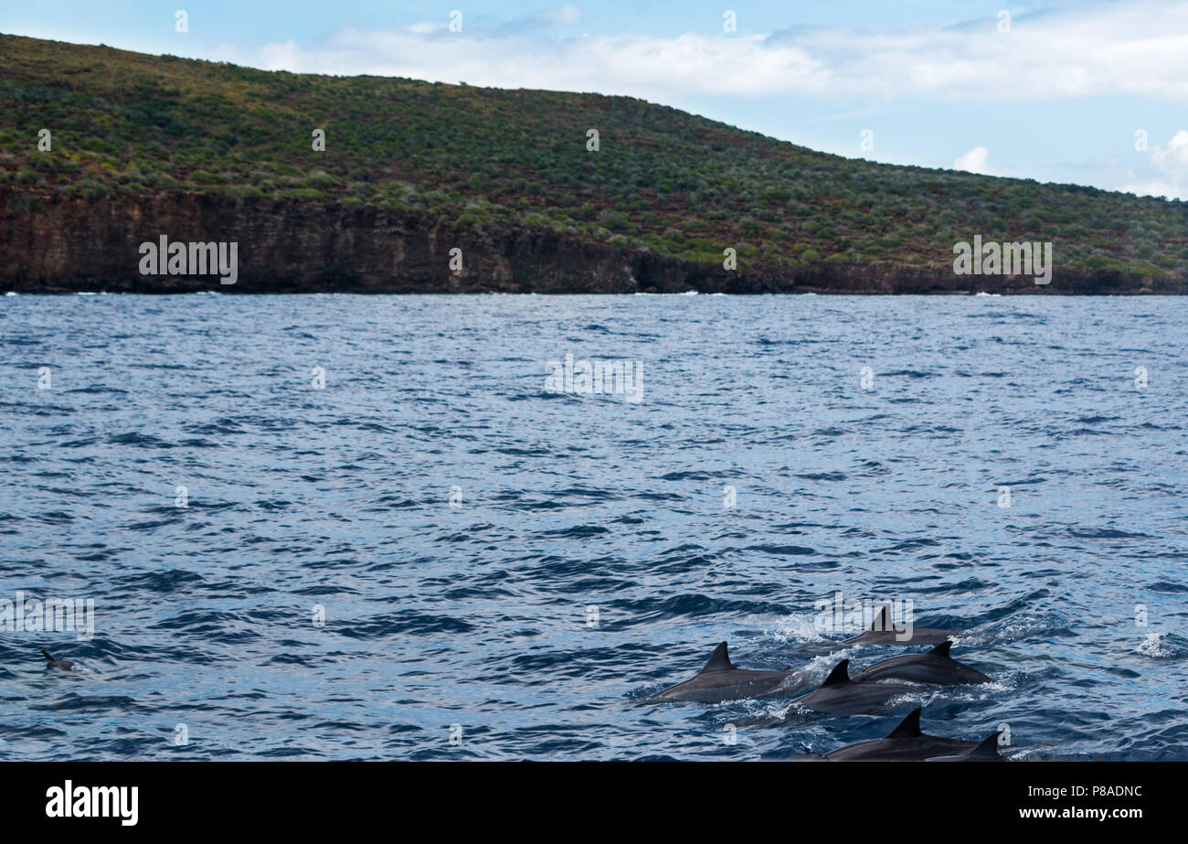 Hawaiian delfines salvajes, Stenella longirostris, nadan libremente en las costas de Lana'i. Foto de stock