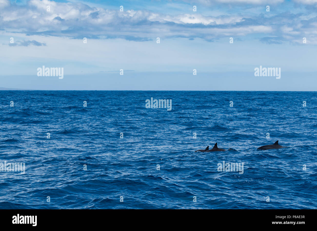 Hawaiian delfines salvajes, Stenella longirostris, nadan libremente en las costas de Lana'i. Foto de stock