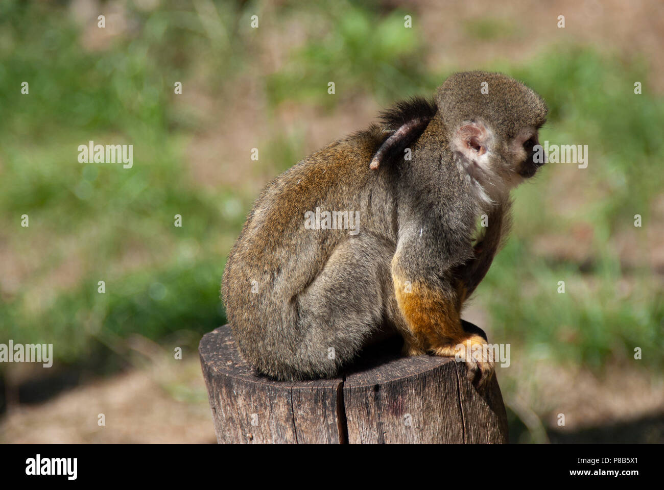 Poco lindo mono está sentado sobre madera Foto de stock