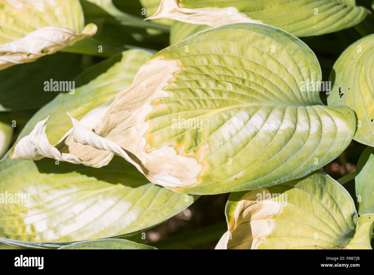 Scorched hosta hojas - UK Foto de stock