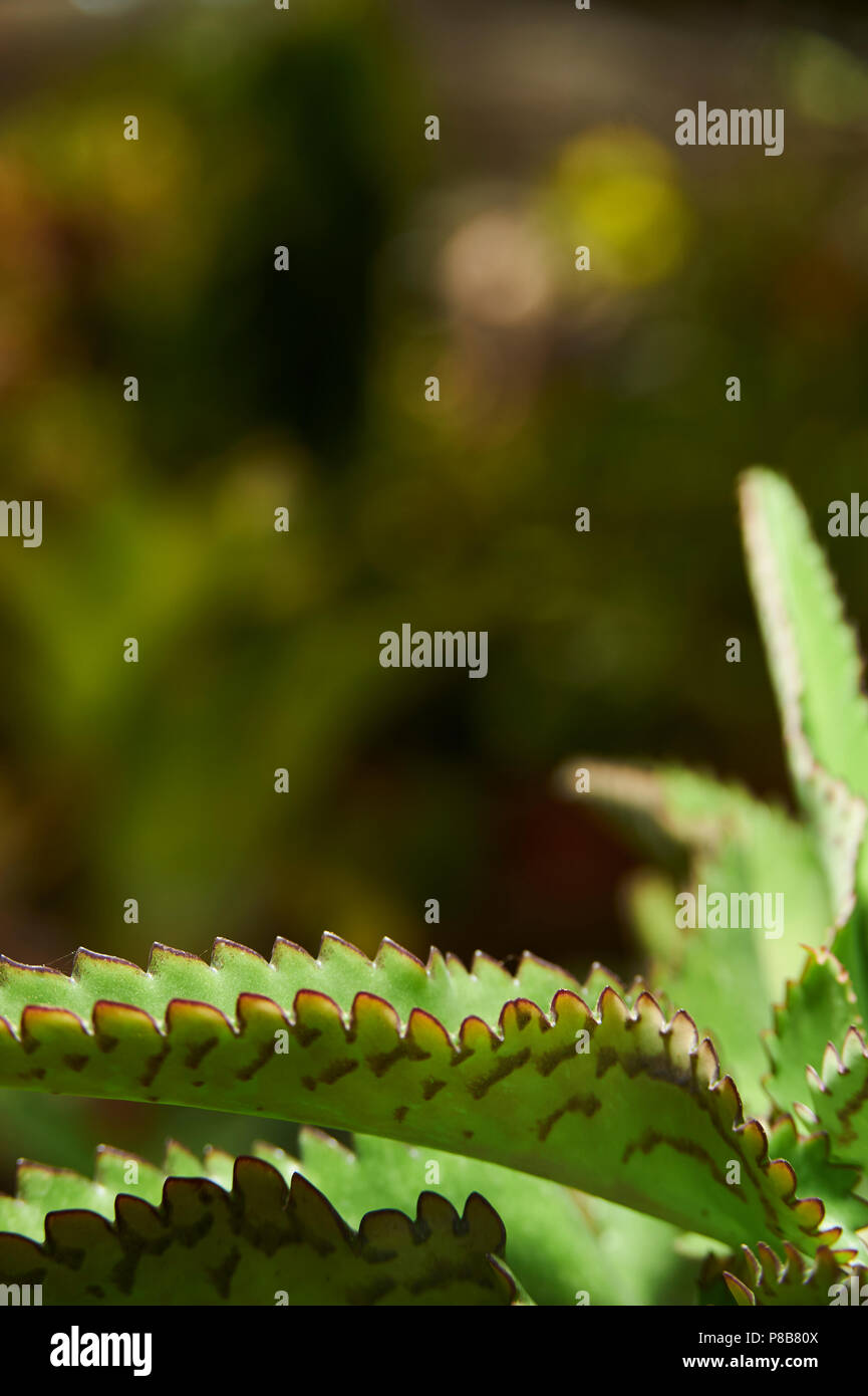Kalanchoegastonis bonnieri, también como palm beachbells nkown oreja