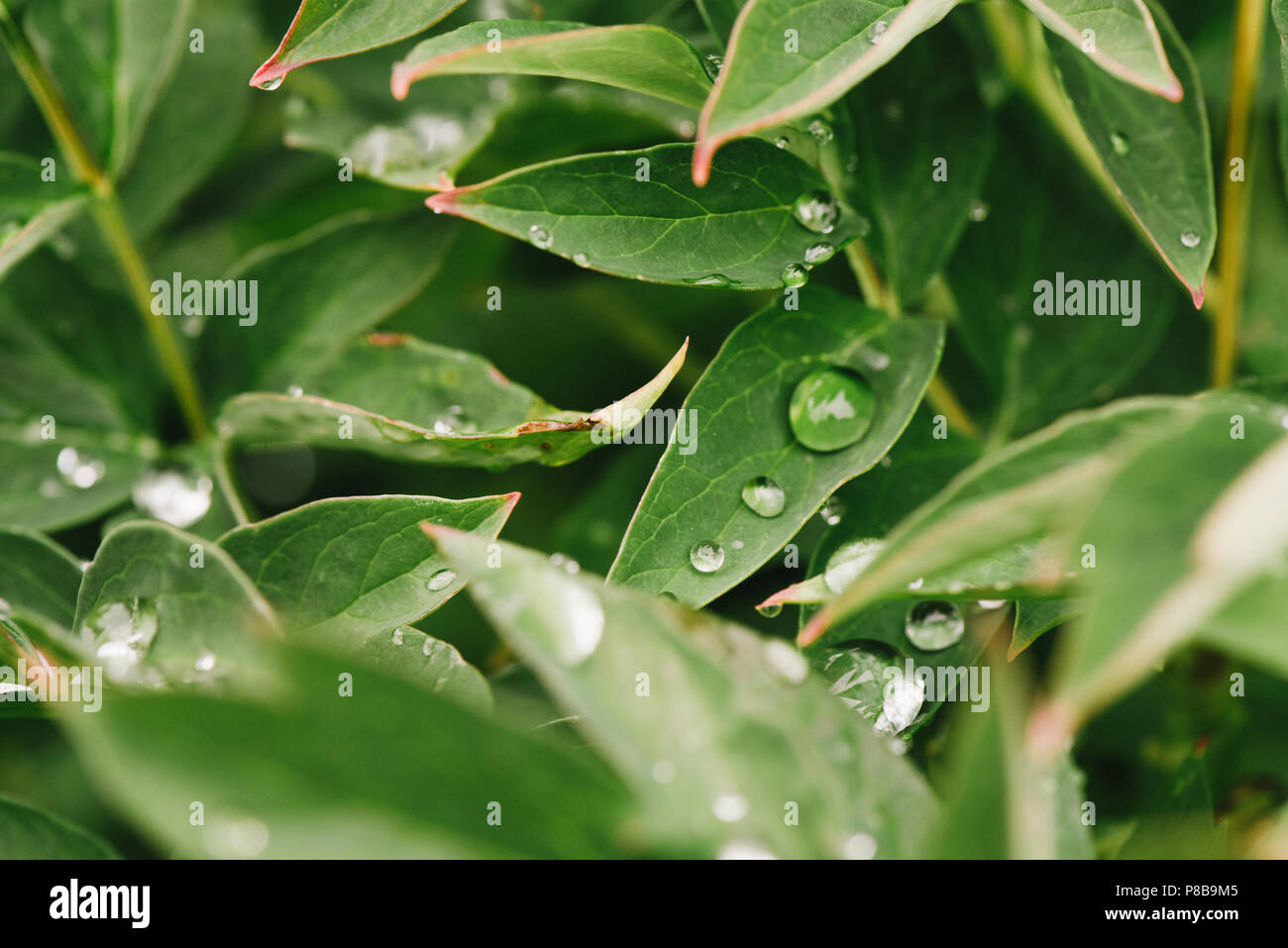 Después de la lluvia, gotas de agua sobre hojas verdes en el jardín, de fondo de la trama de fondo natural para la entrada de texto. Foto de stock