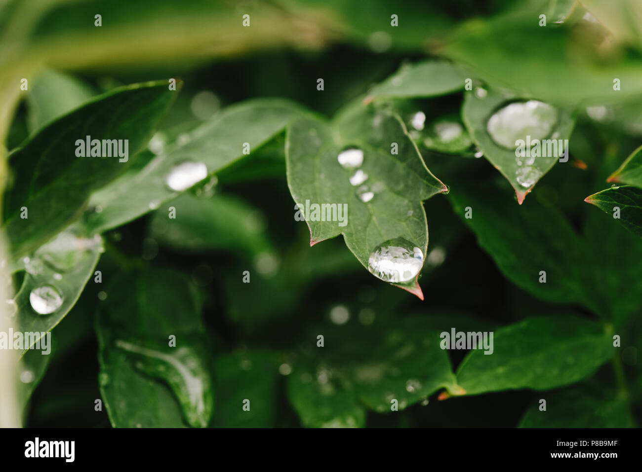 Después de la lluvia, gotas de agua sobre hojas verdes en el jardín, de fondo de la trama de fondo natural para la entrada de texto. Foto de stock