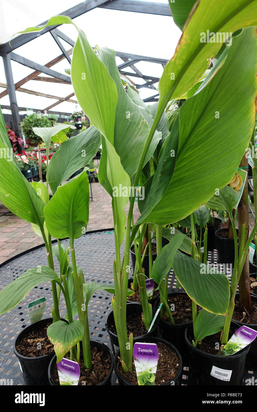 Creciente Cúrcuma jengibre planta en una maceta Fotografía de stock - Alamy