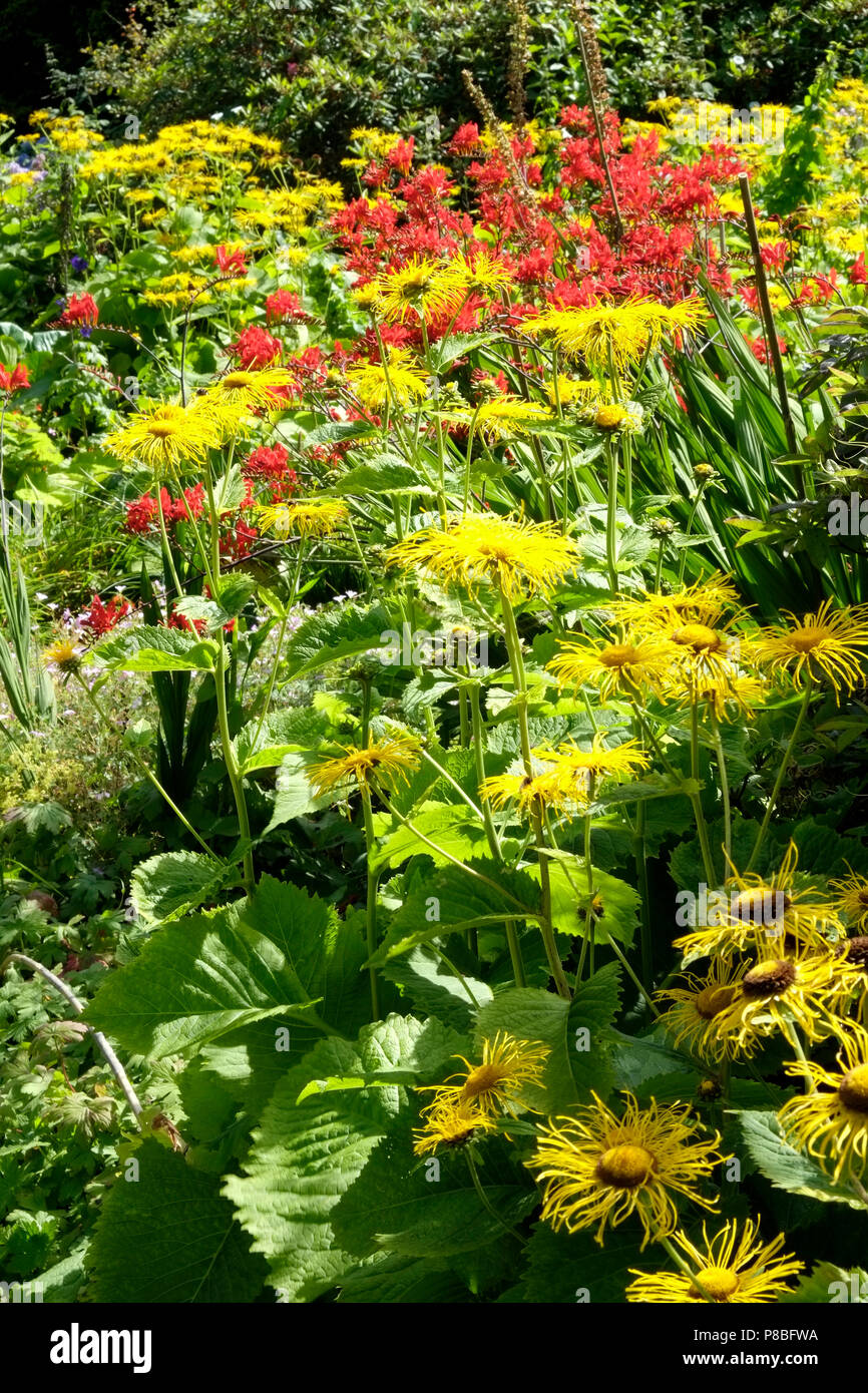 Jardines Ingleses - un hermoso jardín de verano frontera huerto mostrar incluyendo montbretia naranja Foto de stock
