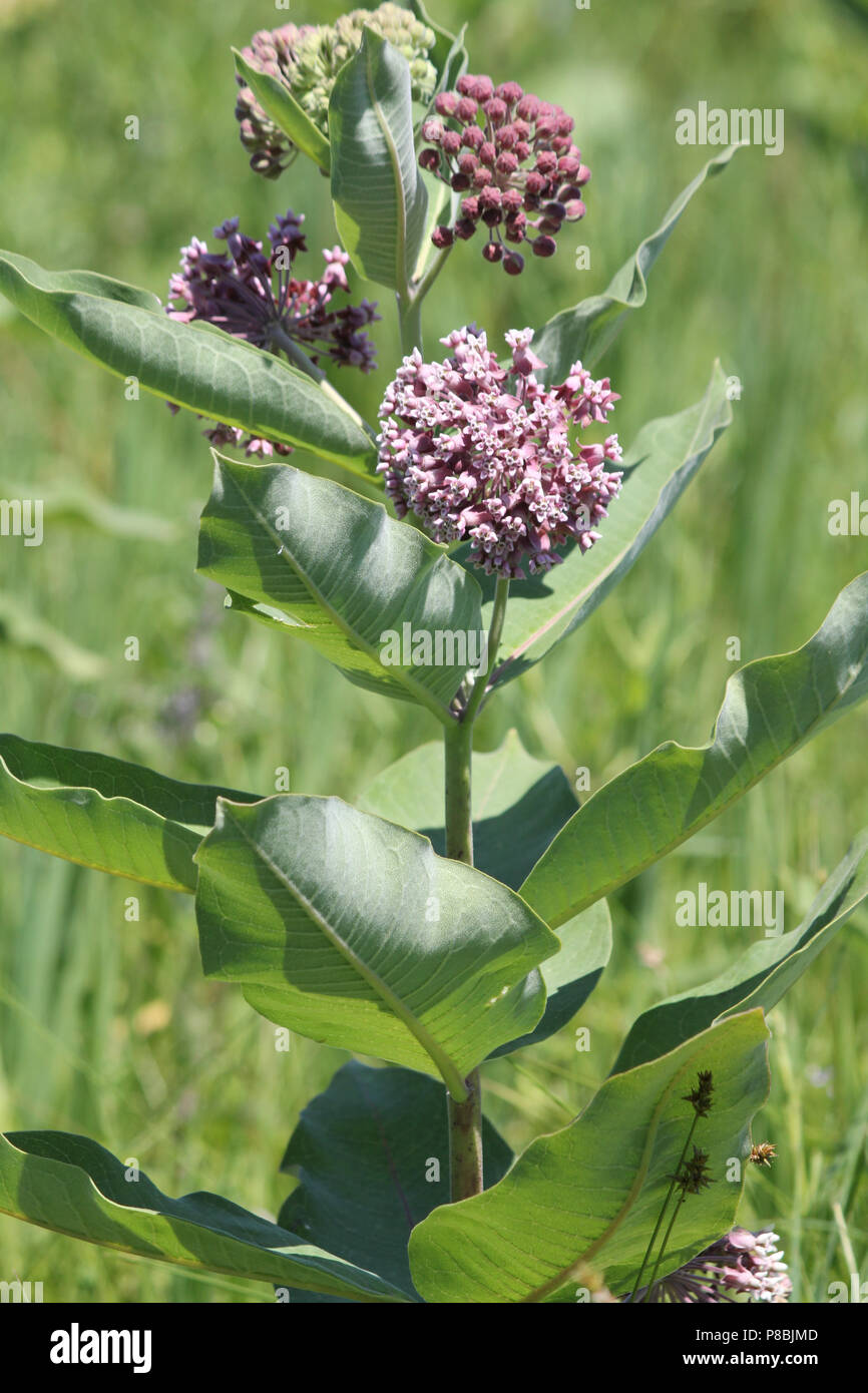 Floración, asclepias planta. Asclepias plantar flores florecen de Junio a  Agosto. Kingston, Ontario Fotografía de stock - Alamy