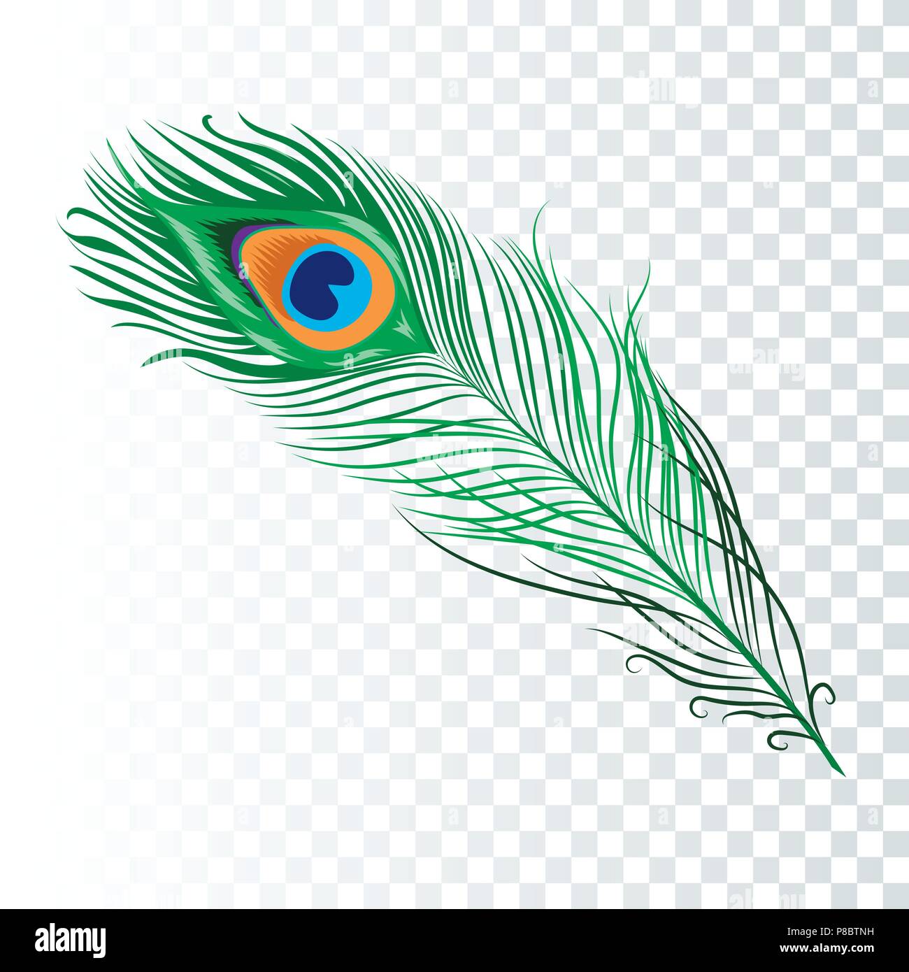 Colección moderna de plumas de pavo real dibujadas a mano