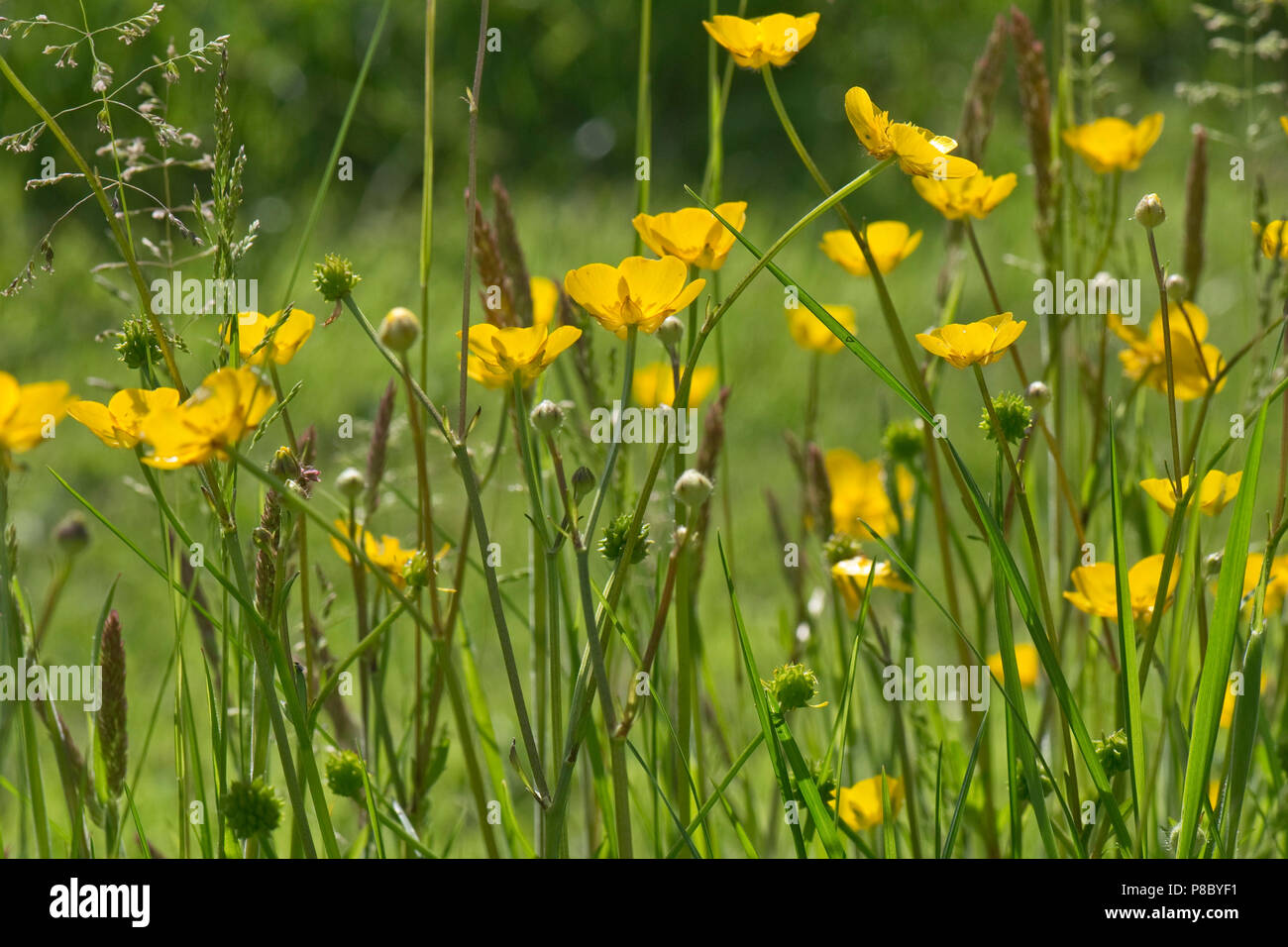 Flores de color amarillo brillante del campo ranúnculos, Ranunculus acris, con otros prados de flores en verano, Berkshire. Foto de stock