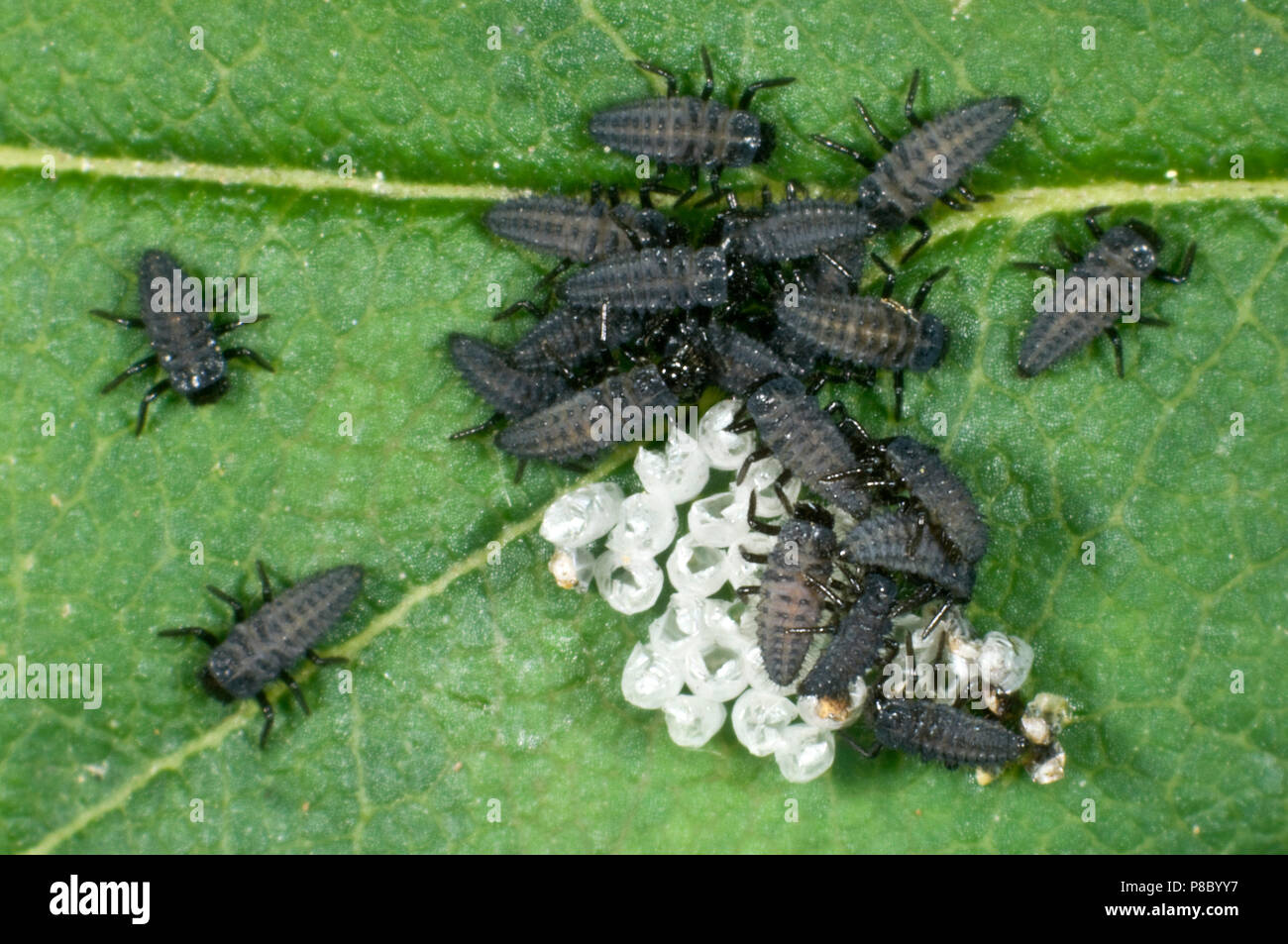 Recién eclosionadas harlequin mariquita Harmonia axyridis, larvas, aún con una serie de casos de huevos vacías, Junio Foto de stock