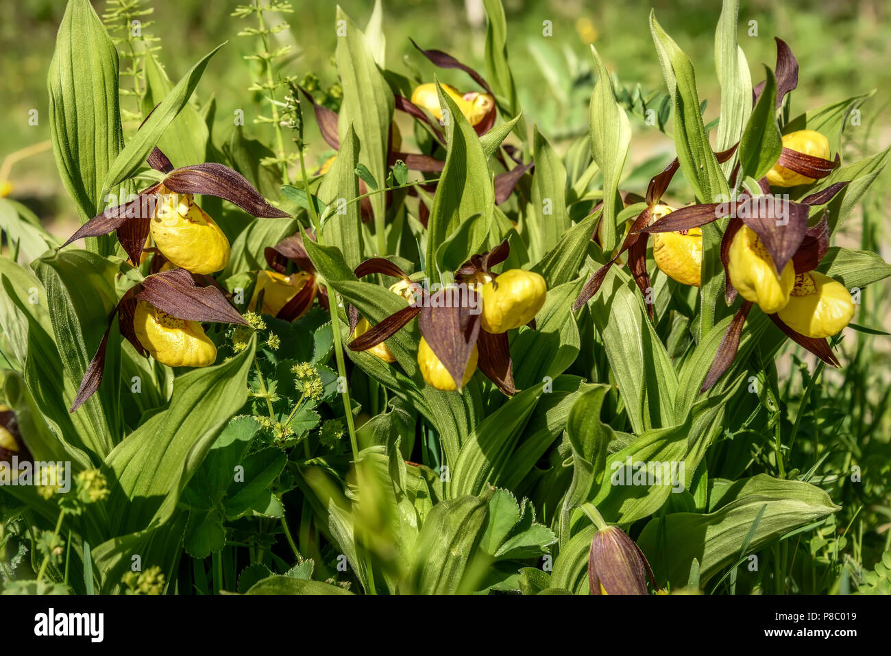 Arbusto de hermosas flores amarillas raras de zapatilla de venus  (Cypripedium calceolus) familia de orquídeas en el pasto verde closeup en  la luz del sol Fotografía de stock - Alamy