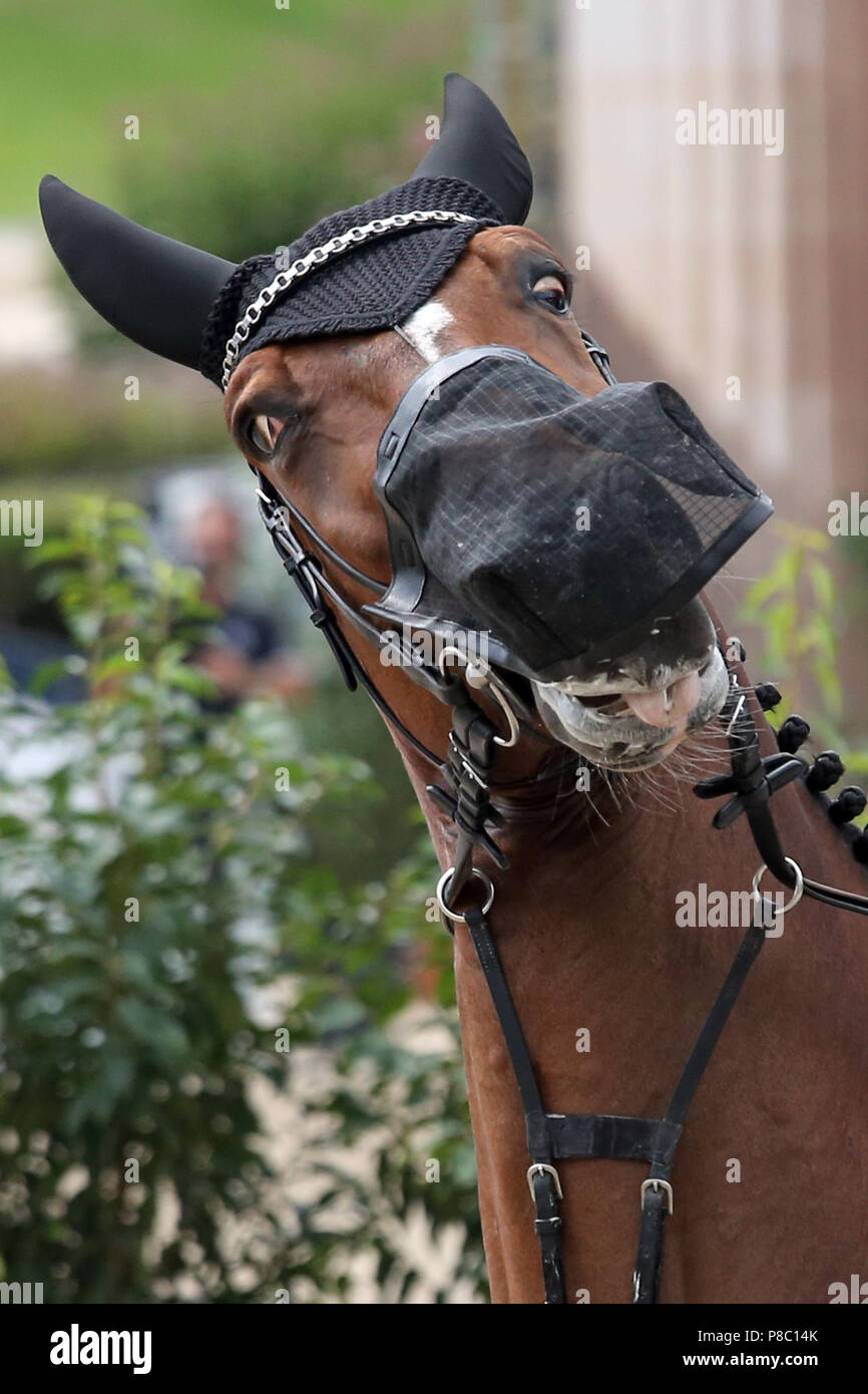 Berlín, caballo con orejas y nariz mosca Rodillos Rodillos de sus ojos Foto de stock