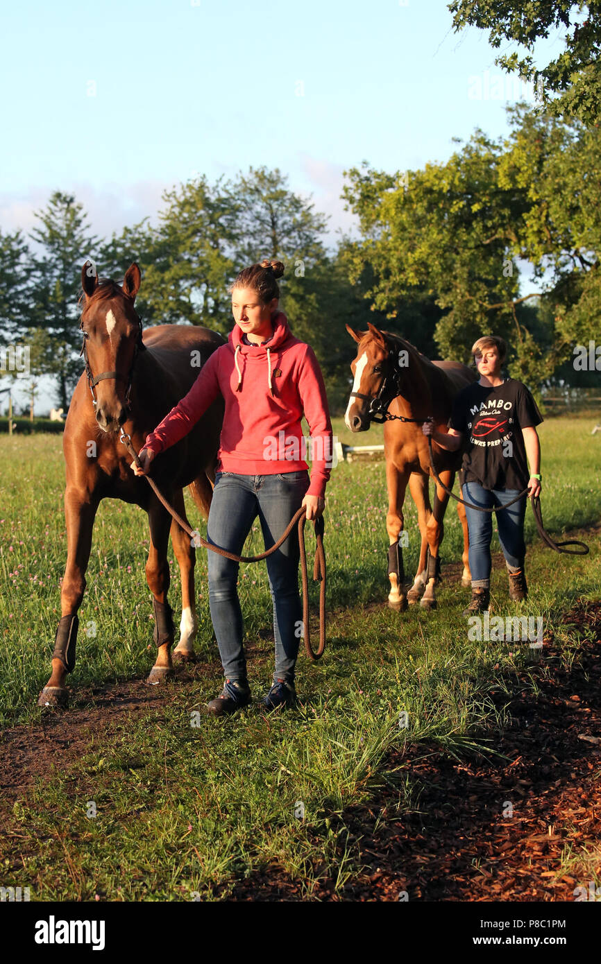 Gestuet Westerberg, caballos son guiadas por la mañana Foto de stock