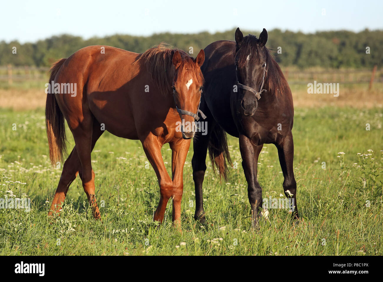 Gestuet Westerberg, caballos en una pastura mirar atentamente. Raspberry Beret (izquierda) y el diario de los sueños Foto de stock