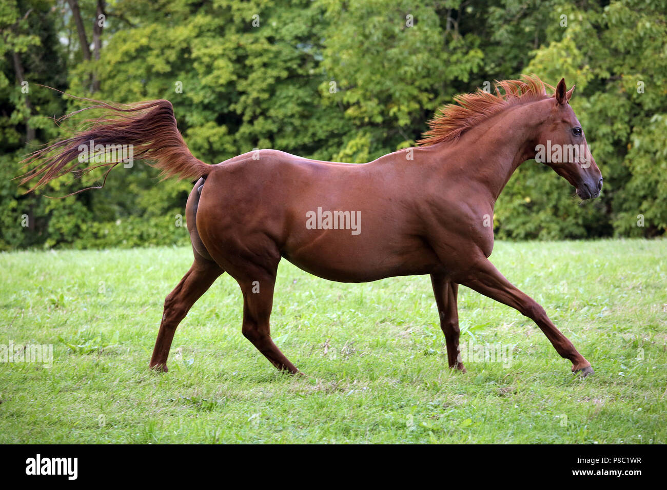 Westerberg con clavos, caballos galopando en la pastura Foto de stock