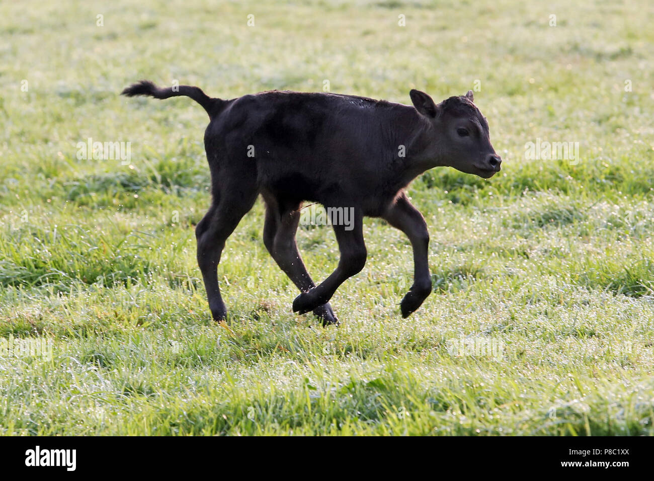 Gestüt Itlingen ternero recién nacido, galope en una pradera Foto de stock